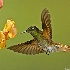 © William J. Pohley PhotoID # 7654091: Rufous-tailed Hummingbird 1
