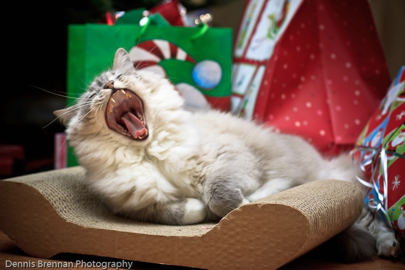 Christmas Yawn