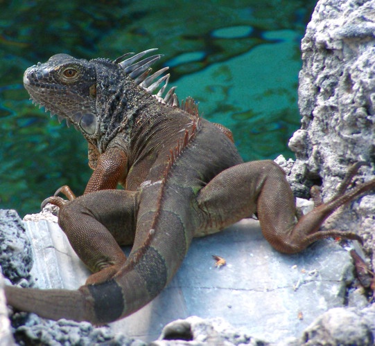 Iguana 3