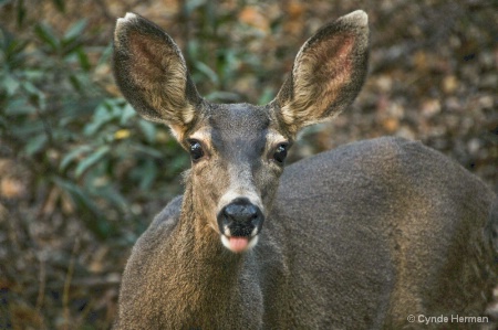 Deer Chewing 