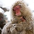 © Anne M. Young PhotoID # 7658463: Warmth from togetherness