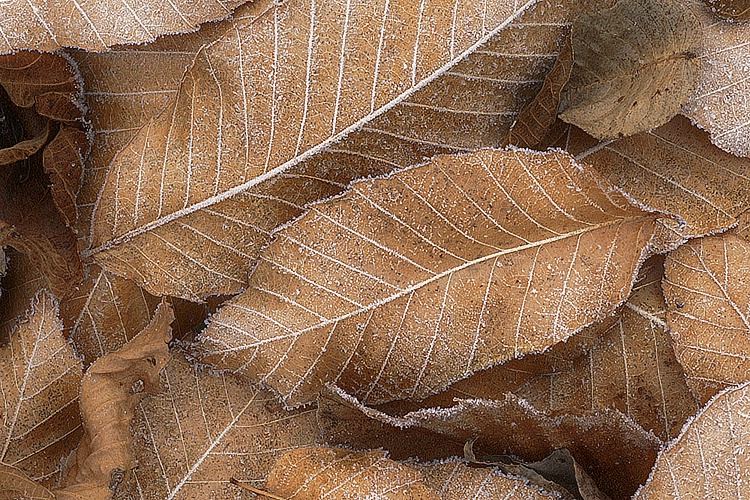 Frosty Morning - ID: 7658587 © Laurie Daily