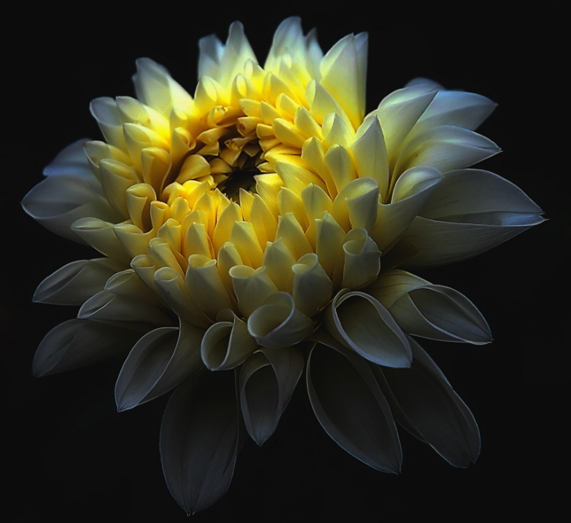 The Magnificent Dahlia