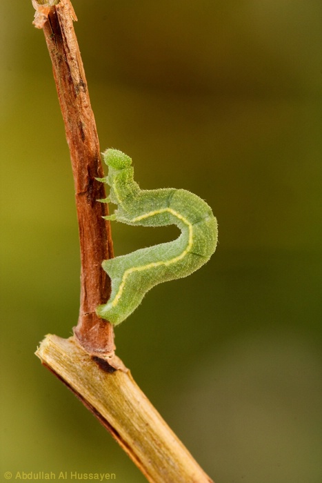 caterpillar