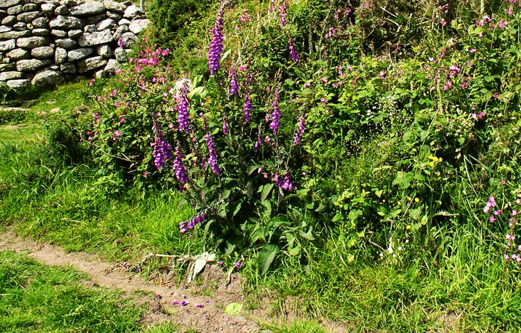 Cornish hedgerow (foxgloves and campions)