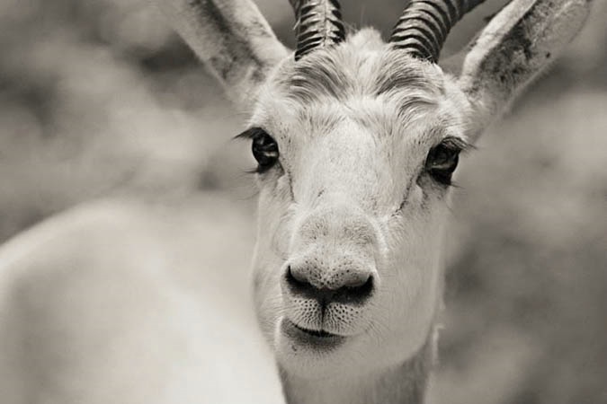 Gazelle Portrait
