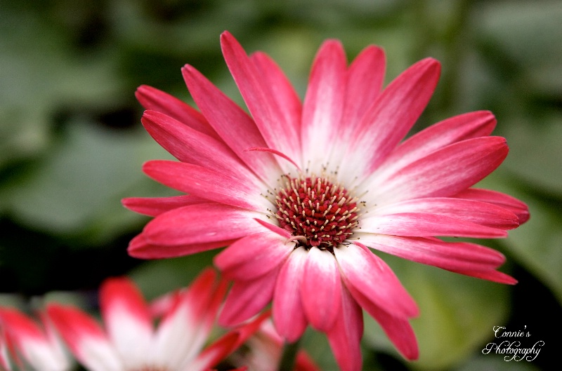 A little pink Gerbera Daisy