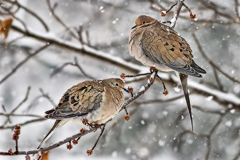 Through All Kinds of Weather - ID: 7667529 © Laurie Daily