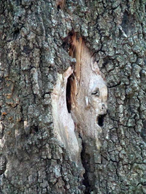 Face in a tree