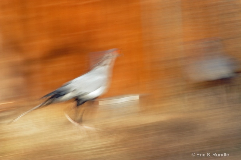 Running Bird 