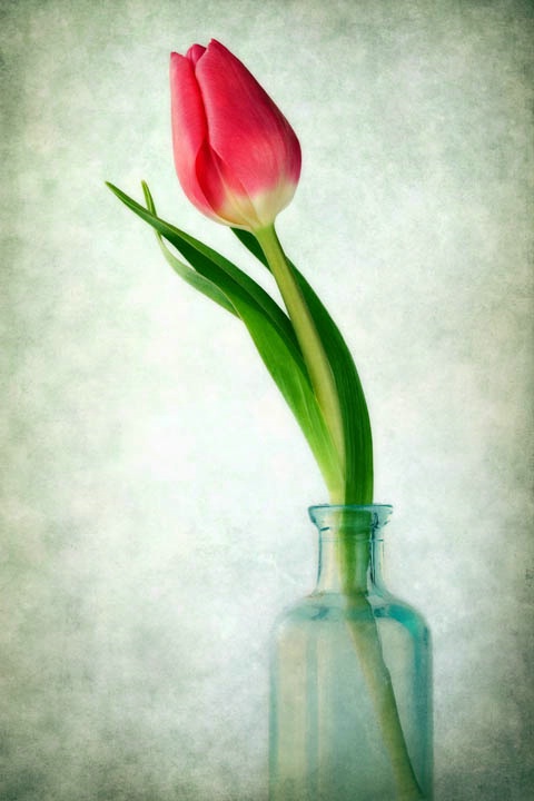 Tulip in Vase