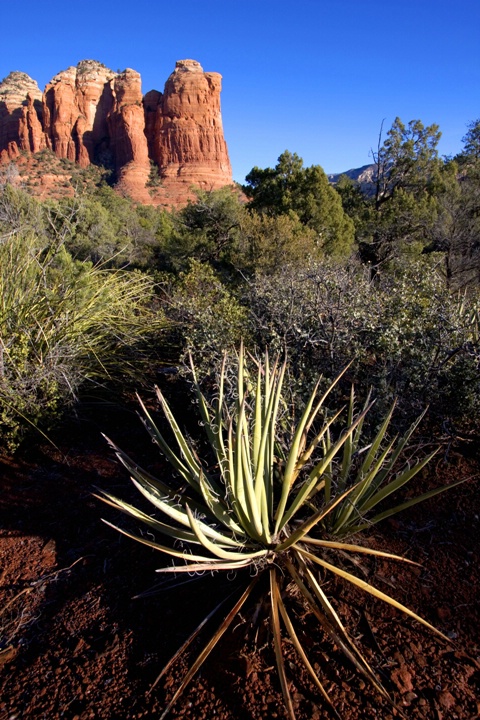 Coffee Pot Rock Agave