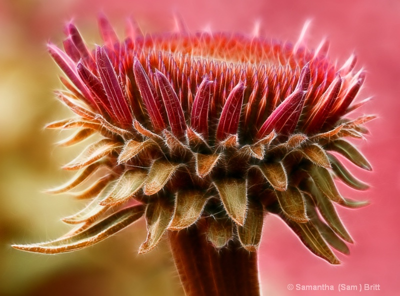 Re-creation of a Coneflower Bud
