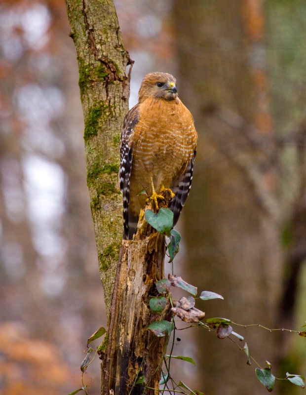 Atlanta Hawk, Atlanta, GA - ID: 7671767 © Richard S. Young