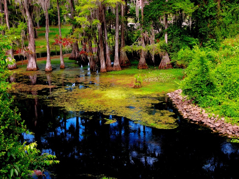 Beautiful Bayou Desiard Near Monroe, Louisiana