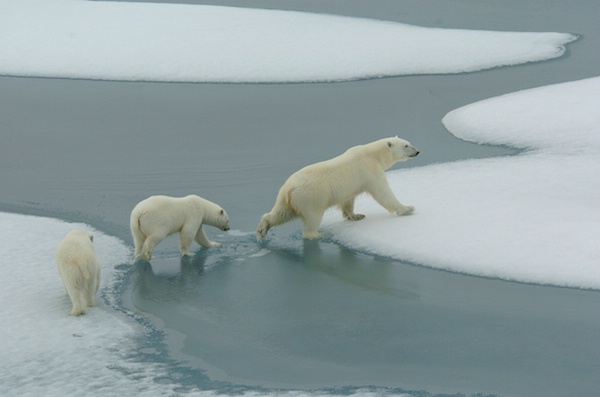 DSC_3051 - mother and cubs on sea ice - ID: 7672365 © Chris Attinger