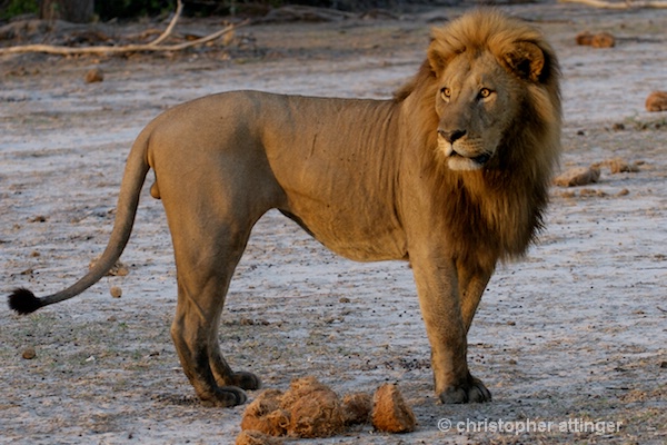BOA_0075 - male lion standing - ID: 7672499 © Chris Attinger