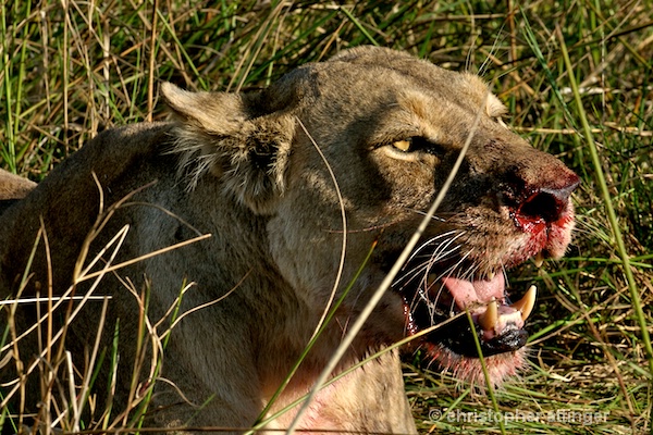 BOA_0350 - lioness head at kill site - ID: 7672500 © Chris Attinger