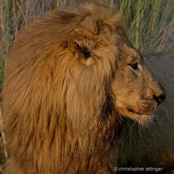 BOB_0007 - lion male head side view - ID: 7672502 © Chris Attinger