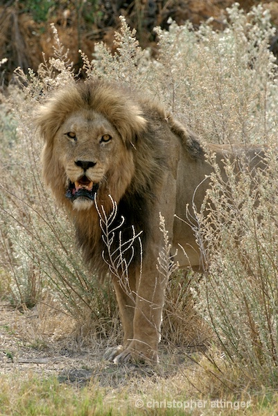  BOB_0084 - lion in tall grass - ID: 7672504 © Chris Attinger