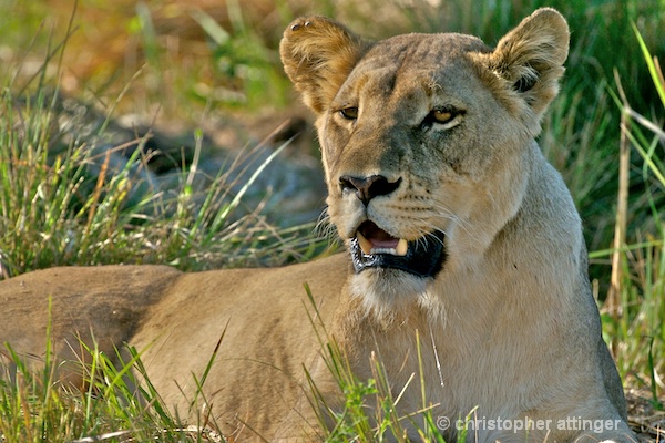 BOB_0089 - lioness lying in grass - ID: 7672505 © Chris Attinger