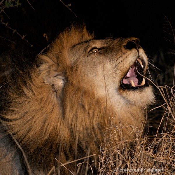 DSC_1986 - lion roaring at night - ID: 7672512 © Chris Attinger