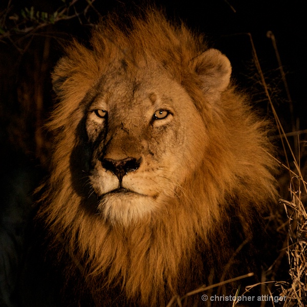 DSC_2106 - lion head at night - ID: 7672513 © Chris Attinger