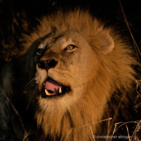 DSC_2152 - lion head at night - ID: 7672515 © Chris Attinger
