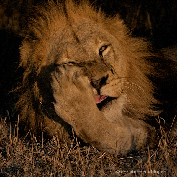 DSC_3190 - lion licking paw at night - ID: 7672516 © Chris Attinger
