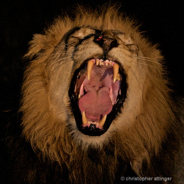 DSC_3206 - lion roaring at night - ID: 7672517 © Chris Attinger