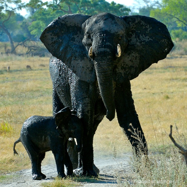 BOA_0291 - mother & elephant calf - ID: 7672777 © Chris Attinger