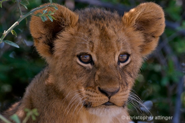BOB_0064 - lion cub head - ID: 7672780 © Chris Attinger