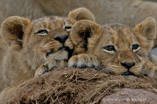 BOB_0075 - 2 lion cubs on elephant dung - ID: 7672783 © Chris Attinger