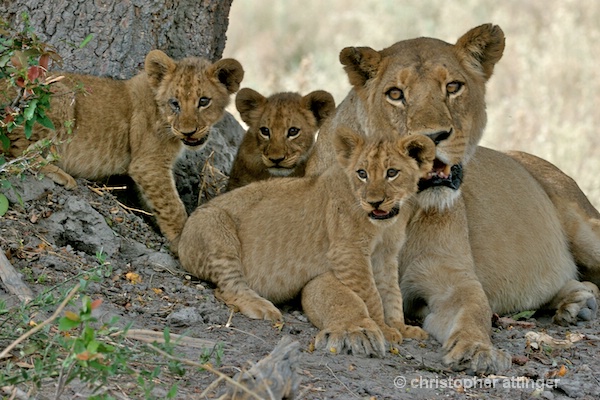 BOB_0088 - lion mother and 3 cubs - ID: 7672789 © Chris Attinger