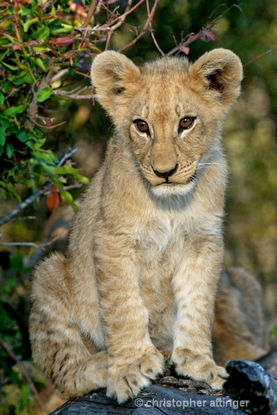 BOB_0146- baby lion - ID: 7672793 © Chris Attinger