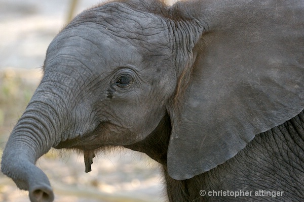  BOB_0352 - elephant calf - ID: 7672799 © Chris Attinger