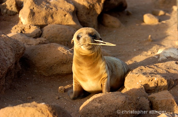 DSC_0063 - sea lion pup  playing with straw - ID: 7672812 © Chris Attinger