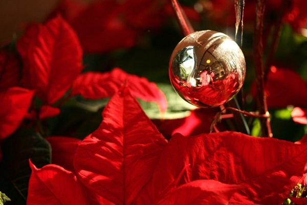 poinsettia with ornament
