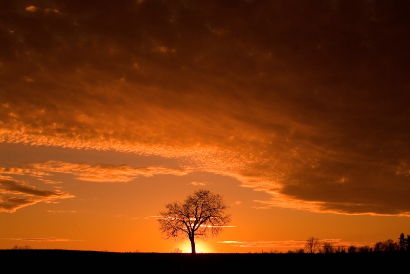 Sunset Tree - ID: 7673747 © Don Johnson