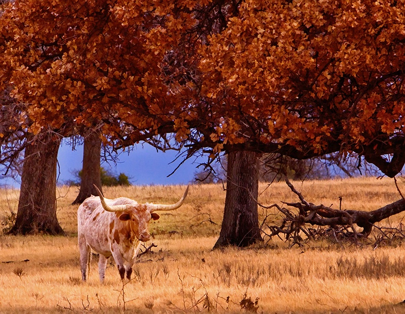 The Longhorn - ID: 7674832 © Jeff Robinson