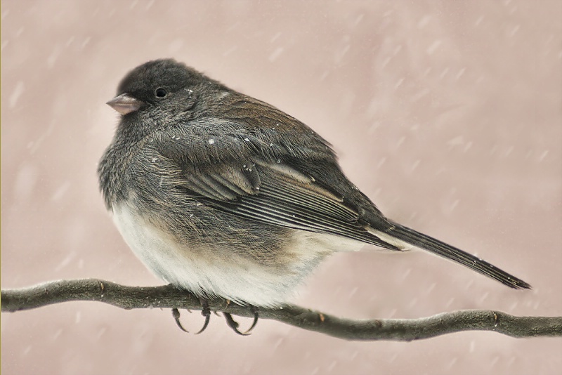 Out on a Limb - ID: 7676560 © Laurie Daily