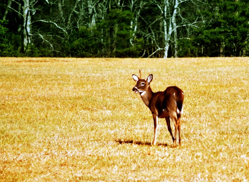 Deer at Cades Cove