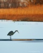 ICE FISHING