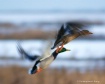 COME FLY WITH ME!