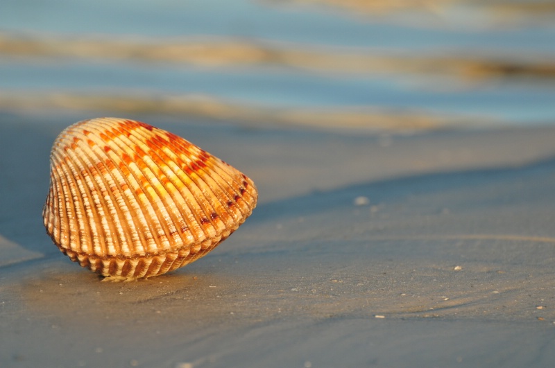 Sanibel Shell