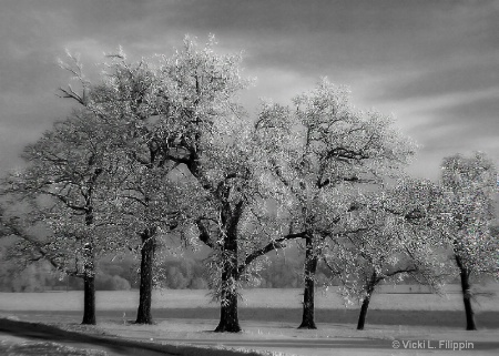 Frost on the Farm