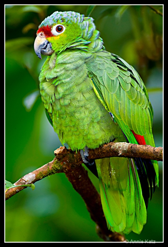 parrot - ID: 7682850 © Annie Katz