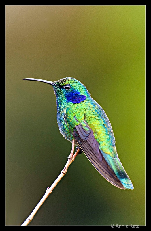 pretty hummingbird - ID: 7682866 © Annie Katz