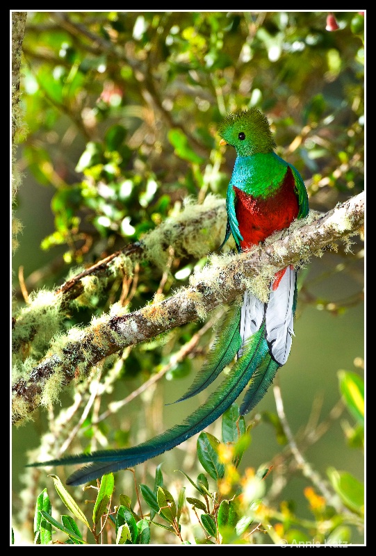 quetzal in the breeze - ID: 7682868 © Annie Katz