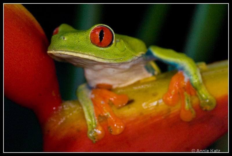 re tree frog - ID: 7682876 © Annie Katz